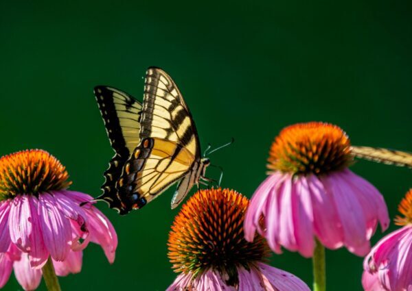 Butterfly on coneflower