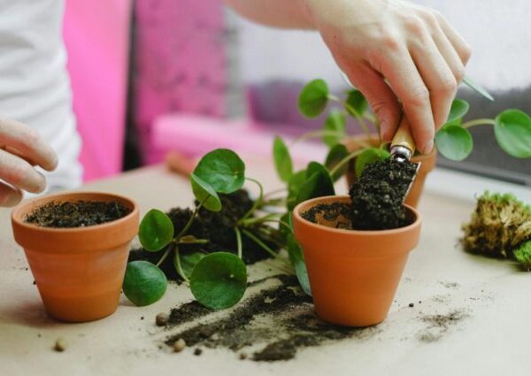 Person Repotting House Plants