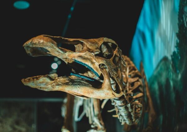 Side view of dinosaur head on exhibition